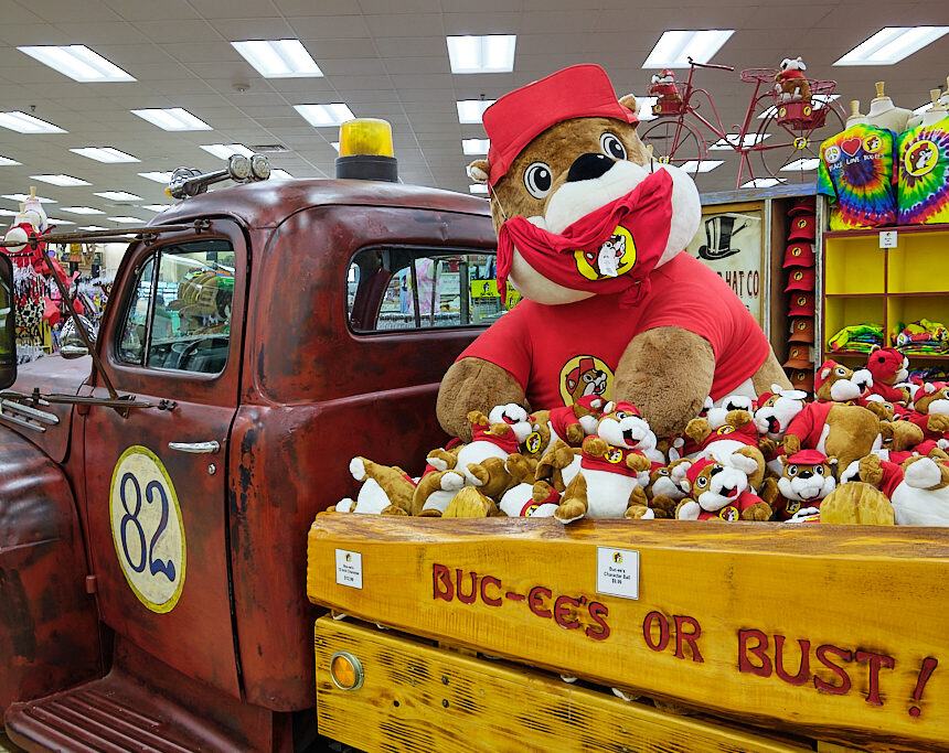 A picture of a red and brown pickup truck with many large and small stuffed beavers in the bed.